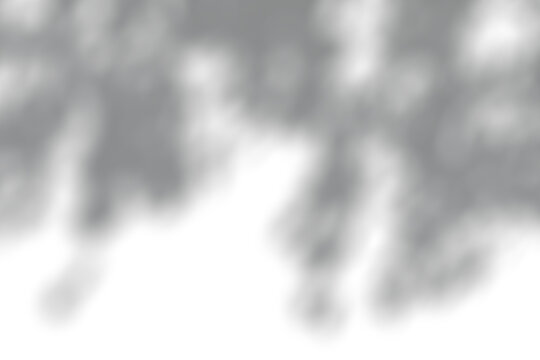 Soft blurred tree shadow overlay effect on white background.