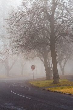 Fog in the air, trees by a road in winter, bare branches.