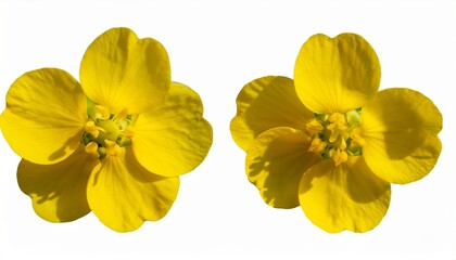 Obraz premium Rapeseed Flower Isolated Object Transparent Background