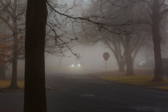 Fog through the trees, vehicle headlights and a winding road.