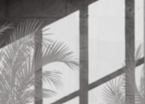 Minimalist palm leaf shadows on concrete wall, aesthetic tropical plant silhouette background, monochrome architectural shadow play for product mockup