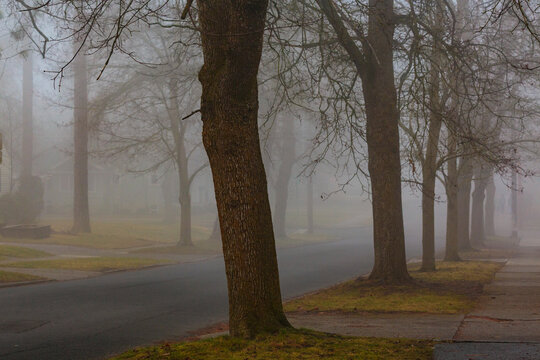 Fog through trees in woodland in winter.