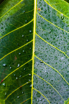 Tropical plant leaf, close up of central yellow rib and veins.