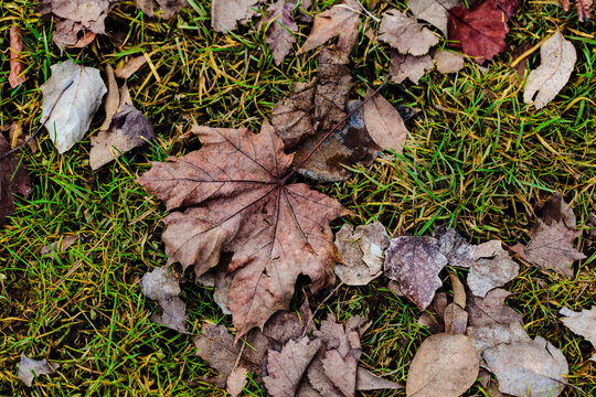 Fall leaves on grass, autumn leaves