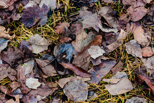 Fall leaves on grass, autumn.