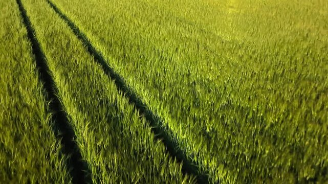 Agricultural drone video scanning a green wheat field in Germany during mid June checking for hidden wildlife and protecting wild animals from heavy machinery hazard on a sunny summer day