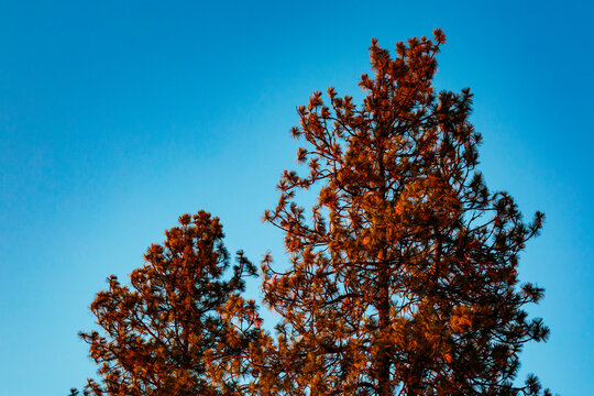 Pine trees, low angle view of the trees with sunset light on the branches against a blue sky.