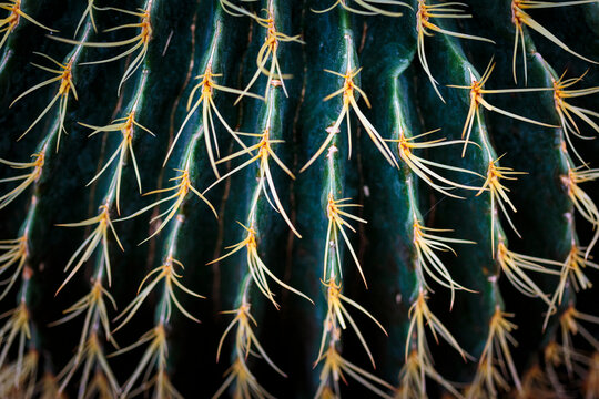 Golden barrel cactus, close up of the surface of the plant, prickles.