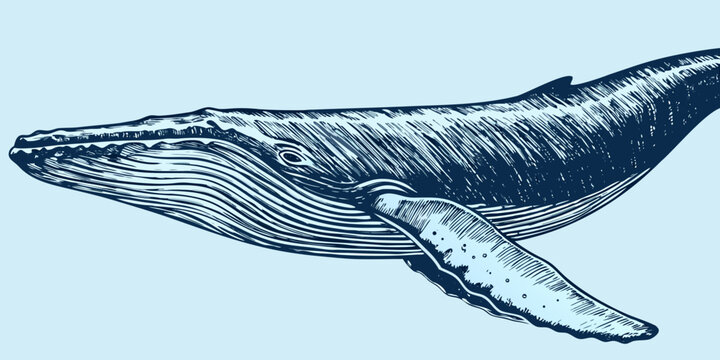 Blue Line Drawing Of A Whale Detailed Illustration Style