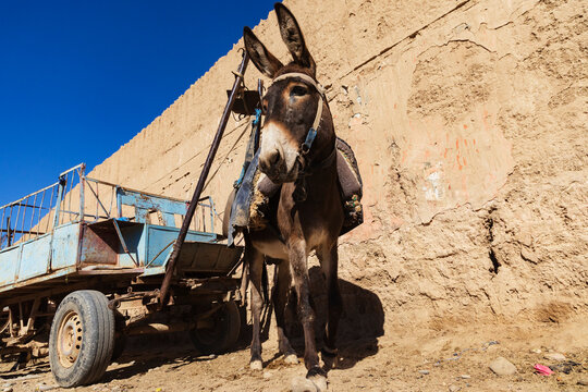 Donkey with a harness yoked to a donkey cart, a working animal.
