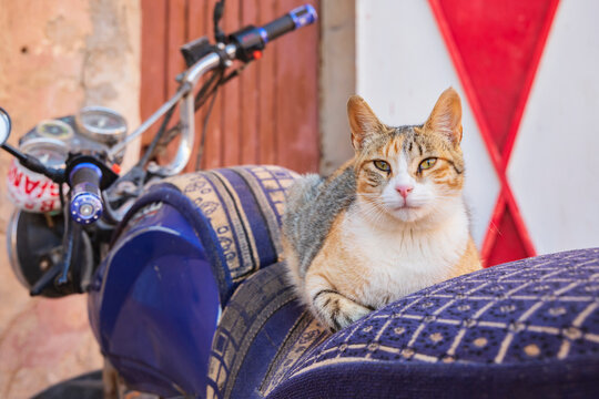 A cat seated on a cushion on a motorbike.