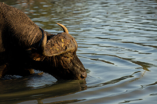 African Buffalo, Syncerus caffer, Close-up of a Buffalo bull drinking water, creating ripples on the surface