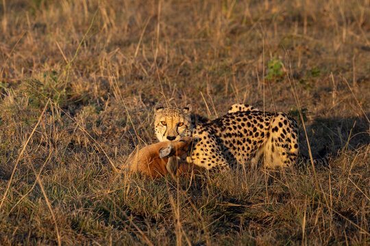 Cheetah, Acinonyx jubatus, Cheetah lying in dry grass with a fresh Steenbok kill