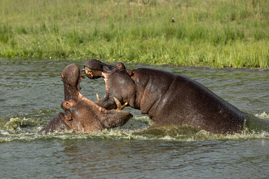 Hippo, Hippopotamus amphibius, Two hippos fighting in the water with their mouths wide open