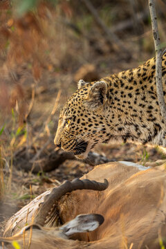 Leopard, Panthera pardus, Profile shot of a female leopard standing over an Impala kill