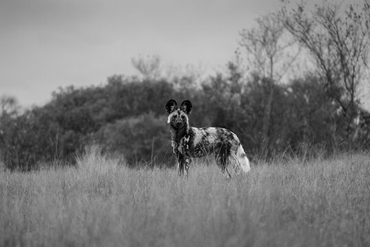 African Wild Dog, Lycaon pictus, Black and white view of an African Wild Dog standing in long grass