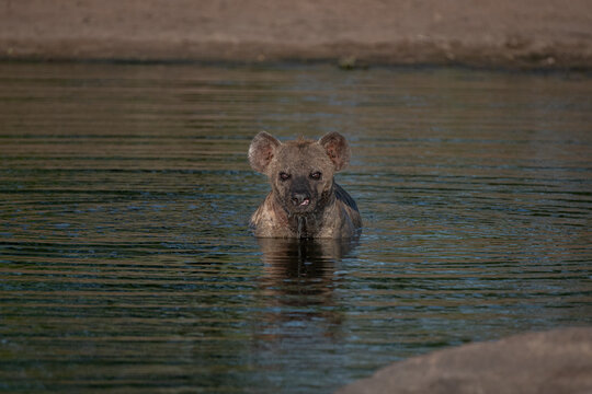 Spotted Hyena, Crocuta crocuta, Hyena wading in water, looking directly at the camera