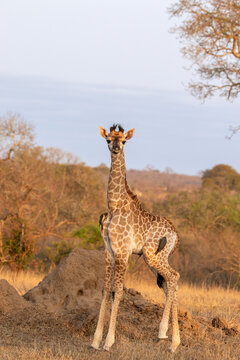 Giraffe, Giraffa camelopardalis, Giraffe calf standing in a clearing with oxpeckers on its back