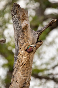 Coracias caudatus, Lilac-breasted Roller peering out from a nesting hole in a dead tree trunk