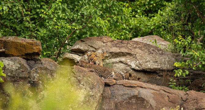 Leopard, Panthera pardus, Female leopard grooming her young cub while resting on a large flat rock