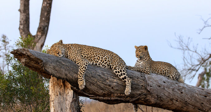 Leopard, Panthera pardus, Female leopard sleeping on a thick fallen log while her cub sits alert behind her