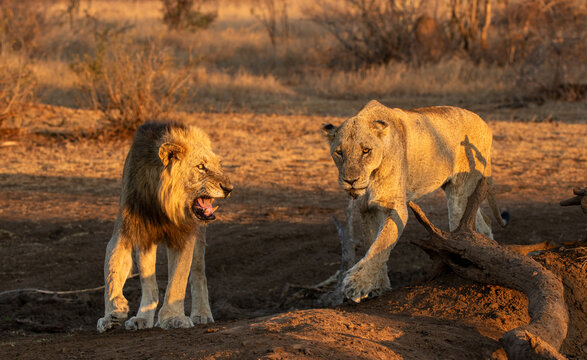 Lion, Panthera leo, Male lion and lioness facing each other on a sandy patch in golden light