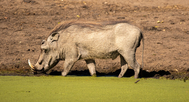 Warthog, Phacochoerus africanus, drinking from a waterhole covered in green duckweed
