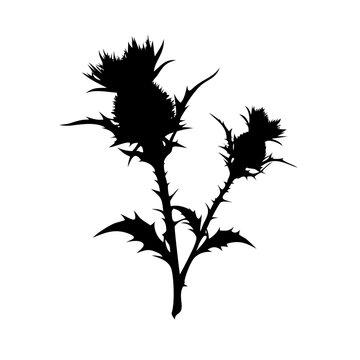 Scottish Thistle Plant with Spiky Leaves and Flower Head Black Silhouette Vector Icon Isolated on White Background