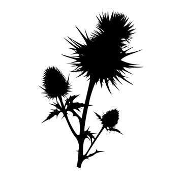 Scottish Thistle Plant with Spiky Leaves and Flower Head Black Silhouette Vector Icon Isolated on White Background