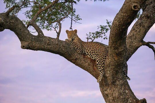 Leopard, Panthera pardus, Leopard lying along a thick branch of a marula tree against a pink sunset sky