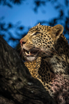Leopard, Panthera pardus, Close-up portrait of a leopard peering over a branch with blood stains on its chest