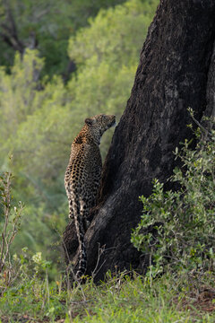Leopard, Panthera pardus, Female leopard standing at the base of a large dark tree trunk, gazing upwards