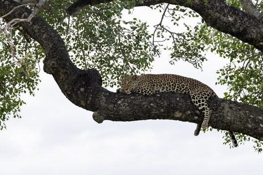 Leopard, Panthera pardus, Female leopard lying flat along a thick horizontal branch of a marula tree