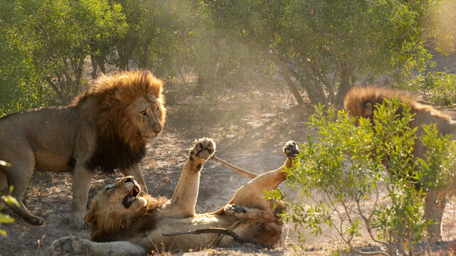 Lion, Panthera leo, Two male lions interacting on the ground with one on its back with paws raised