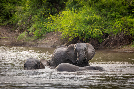 African Elephant, Loxodonta africana, Two elephants wading deep in a river with only their heads and backs visible