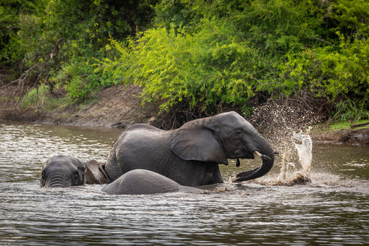 African Elephant, Loxodonta africana, Two elephants swimming in a river, with one splashing water with its trunk