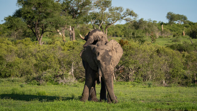 African Elephant, Loxodonta africana, two elephant bulls sparring in a lush green clearing