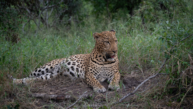 Leopard, Panthera pardus, Male leopard resting alertly in the grass with dense green foliage in the background