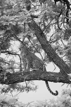 Panthera pardus, Black and white view of a young leopard perched on a large tree branch surrounded by leaves