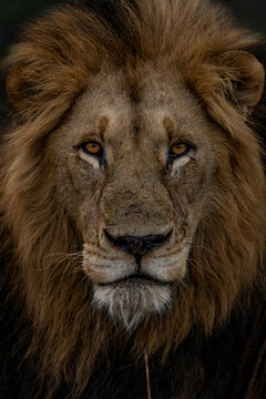 Lion, Panthera leo, Dramatic close-up portrait of a male lion facing forward in dark lighting