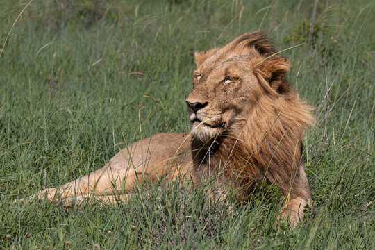 Lion, Panthera leo, Male lion resting in tall green grass with his mane blowing slightly in the wind