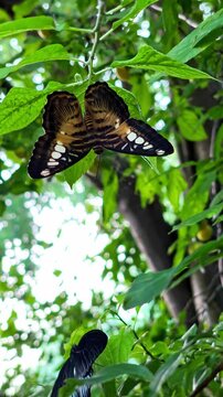 A Clipper butterfly (Parthenos sylvia) hanging upside down under green foliage with bokeh light background. Ideal for nature stock concepts.