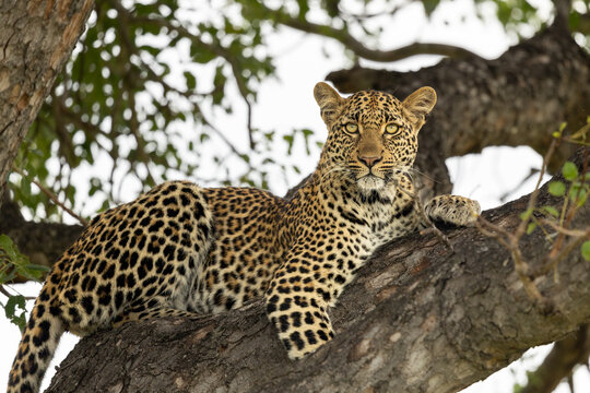 Leopard, Panthera pardus, Portrait of a female leopard lying on a tree branch and looking directly at the camera