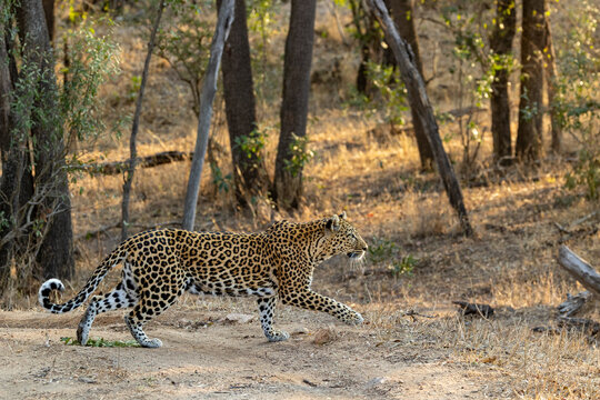 Panthera pardus, Leopard walking across a sandy track in dappled afternoon light