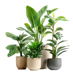 Fototapeta premium Collection of various indoor potted plants isolated on transparent background