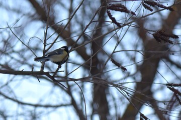 Blue tit on a branch of a tree in the winter forest © Stan