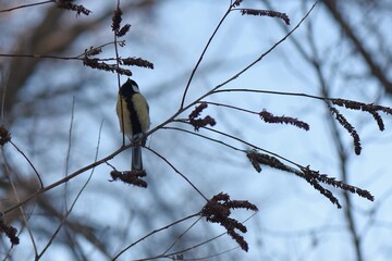 Blue tit on a branch of a tree in the winter forest © Stan