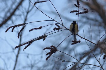 Blue tit on a branch of a tree in the winter forest © Stan