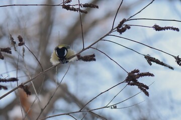 Blue tit on a branch of a tree in the winter forest © Stan