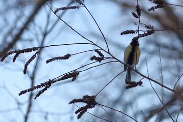 Blue tit on a branch of a tree in the winter forest © Stan